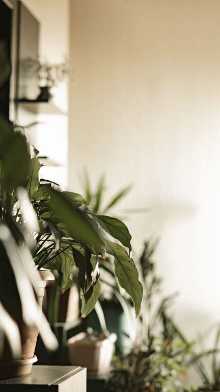 Simple Tips for Maintaining a Healthy Indoor Garden Year-Round